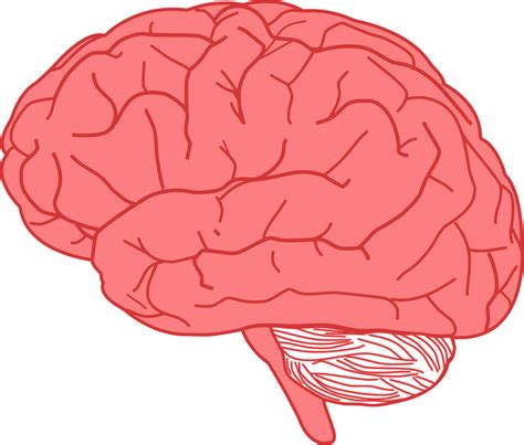 cerebro humana anatomia graficos vectoriales gratis en pixabay