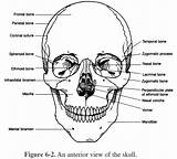 Skull Skeletal System Anatomy Human Bones Coloring Pages Worksheets Worksheet Osteology Study Cranium Help Kids Educational Learning Skulls Face Printable sketch template