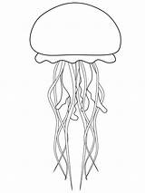 Jellyfish Coloring Pages Ocean Outline Drawing Print Cute Printable Template Animals Templates Ws Animal Drawings Diagram Body Painting Choose Board sketch template