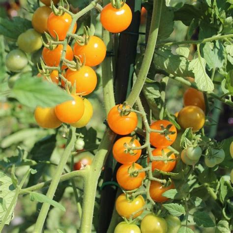 sunviva tomatensamen fuer ca  pflanzen erste open source sorte