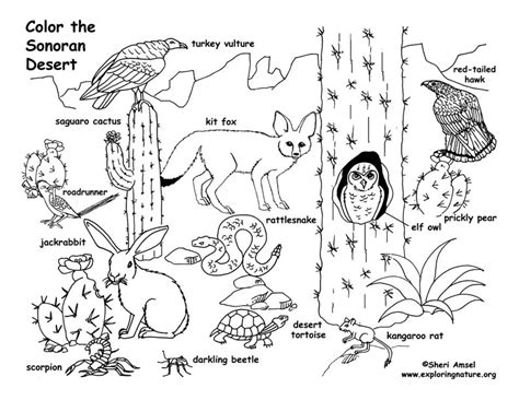 desert animals  habitat coloring page