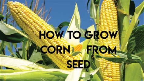 grow corn  seeds youtube