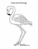 Coloring Flamingo Pdf sketch template