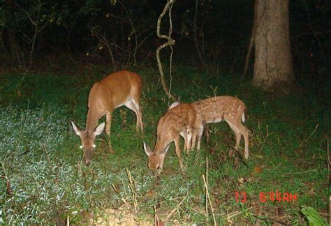 Managing White Tailed Deer Camera Surveys The Bibb Voice