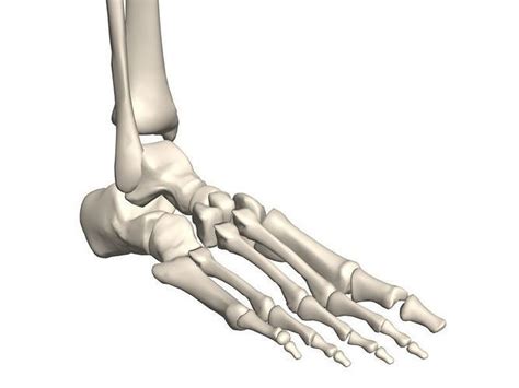 human foot skeleton 3d model cgtrader