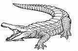 Crocodile Alligator Line Template Everfreecoloring sketch template