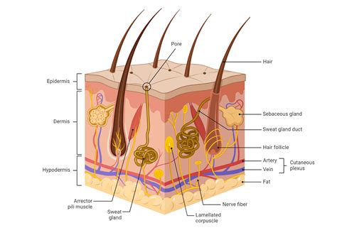 layers   skin shockwavetherapyeducation