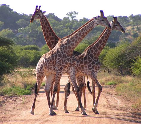 filesouth african giraffes fightingjpg wikipedia