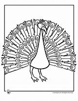 Peacock Coloring Pages Kids Library Comments Clipart Popular Choose Board Coloringhome sketch template
