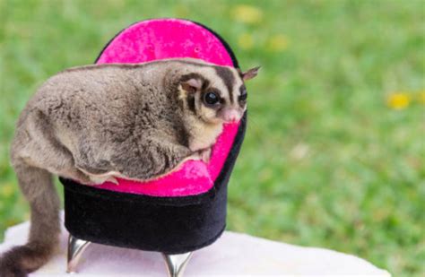 interesting sugar gliders facts  facts