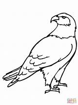 Falke Harris Ausmalbild Falco Falken Roofvogels Kleurplaten Disegnare sketch template