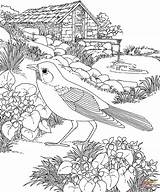 Garden Coloring Robin Walks Bird sketch template