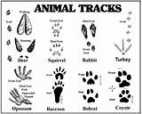 Animal Tracks North American Guide Coloring Pages Trackers Tracking Trac sketch template