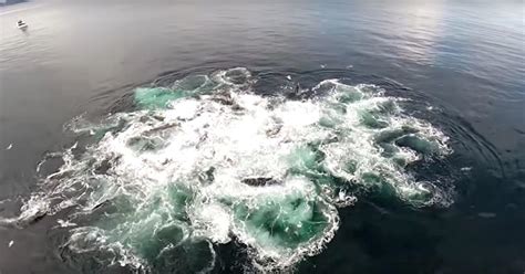 drone captures rare ocean footage thatll leave   awe