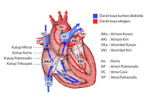 menilik anatomi jantung   kerjanya alodokter
