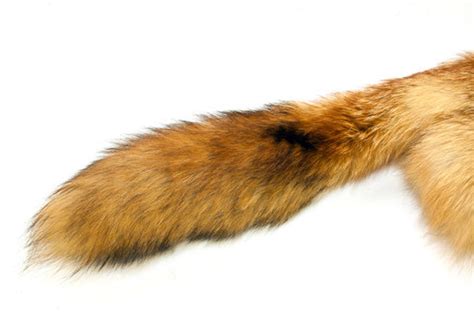 tail images browse  stock  vectors  video adobe