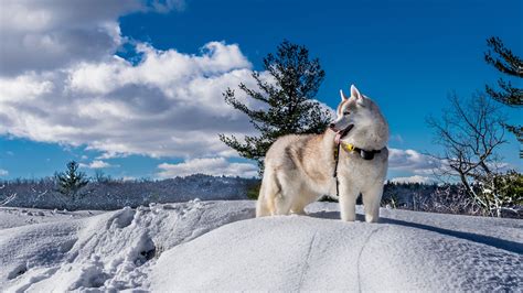 picture husky alaskan malamute dogs winter snow clouds
