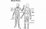 Coloring Muscular System Popular sketch template