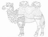 Chameau Cammelli Camellos Dromedarios Colorear Kamele Dromedare Dromedari Lignes Fines Erwachsene Malbuch Fur Adulti Dromadaires Chameaux Camels Très Superbe Coloriages sketch template
