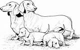 Coloring Dog Pages Breed Daschunds sketch template