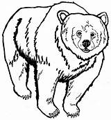 Bear Grizzly Coloring Pages Drawing Face Realistic Side Getcolorings Printable Getdrawings Designlooter Color Template 650px 52kb Print sketch template