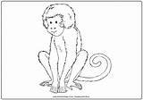 Monkey Colouring Pages Coloring African Animal Print sketch template