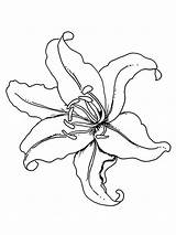 Lily Flower Coloring Pages Drawing Tiger Flowers Lilies Color Columbine Printable Print Getdrawings Recommended Getcolorings sketch template