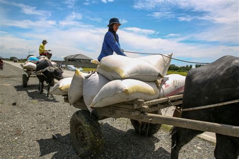 in the philippines rice granary farmers endure falling