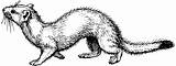 Ermine Mink Weasel Onlinelabels Openclipart Pola Kontur Perisai Gambar Mustela Mammals sketch template