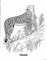 Cheetah Bestcoloringpagesforkids Coloring sketch template