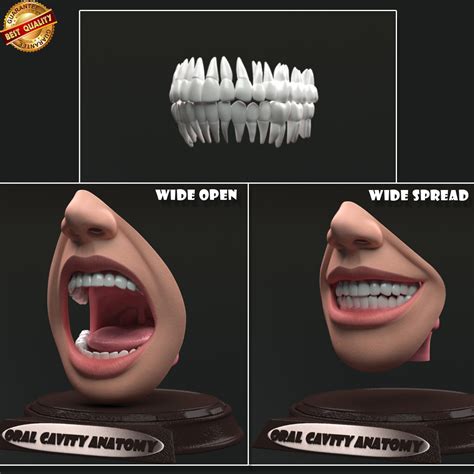 Oral Cavity 3d Model 10 Fbx Free3d
