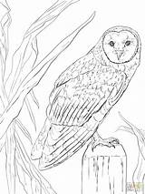 Coloring Owl Pages Barn Realistic Printable Animals Nocturnal Flying Color Owls Animal Drawing Colouring Clip Print Sheets Kids Adult Adults sketch template