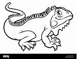 Iguana Lizard Illustration Alamy sketch template