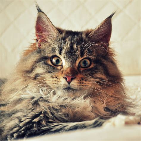 cat maine coon fluffy  ipad air wallpapers