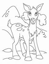 Deer Coloring Pages Hunting Whitetail Library Popular Coloringhome Color License Insertion Codes Personal Use sketch template