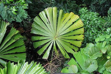 finally understand  tropical plants  huge leaves