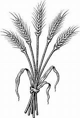 Wheat Coloring Clipart Bundle Barley Drawing Clip Plant Tattoo Pages  Size Sketch Stalk Printable Drawings Dark Grain Grassroots Ruth sketch template