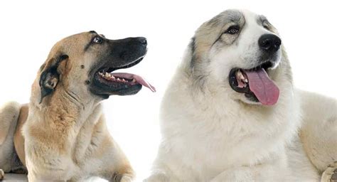 anatolian shepherd great pyrenees mixis  cross