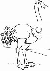 Avestruz Colorear Coloring Ostrich sketch template