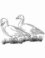 Coloring Geese Goose Canada Canadian Two Pages Getcolorings Color Getdrawings sketch template
