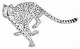 Cheetah Coloring Pages Print Color Kids sketch template