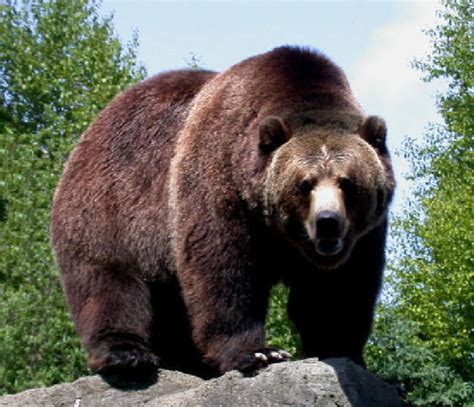 big   biggest bear