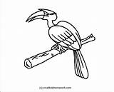 Hornbill Parrot Designlooter sketch template