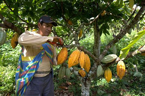 kakaoanbau  peru regenwaldschutz fairer handel und genuss
