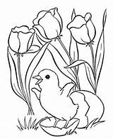Ausmalbilder Osterblumen Malvorlage Ausmalbild Ostern Motive Schöne Frühling Malvorlagencr sketch template