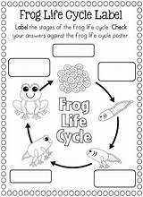 Frog Cycle Life Cycles Coloring Preschool Science Worksheets Frogs Kindergarten Activities Pages Butterfly Preschoolactivities First Sunflower Pumpkin Apple Paper Plant sketch template