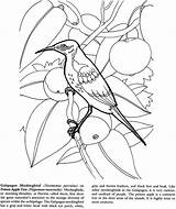 Galapagos Landforms Mockingbird Geography Colouring Shish Kabobs 1891 Dover sketch template