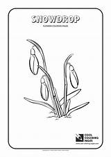 Snowdrop Coloring Pages Cool Slugterra Blaster Flowers Awesome Printable Card Crocus Snow Divyajanani Plants sketch template
