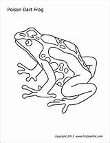 Frog Dart Poison Coloring Printable Frogs Pages Posion Poisonous Rainforest Firstpalette Drawing Draw Template Templates Colorful Activities Baby Visit Theme sketch template