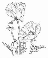 Coloring Pages Flower Poppy Choose Board Drawing sketch template